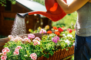 watering can watering flowers 